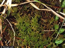 Attēlu rezultāti vaicājumam “Sphagnum contortum”