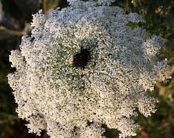 Attēlu rezultāti vaicājumam “Daucus carota subsp. carota”