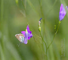 Attēlu rezultāti vaicājumam “Eumedonia eumedon underside”