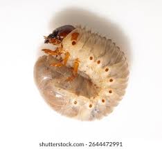 Attēlu rezultāti vaicājumam “Oryctes nasicornis larva”