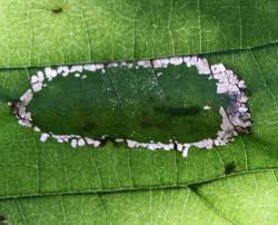 Attēlu rezultāti vaicājumam “Phyllonorycter nicellii”