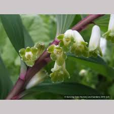 Attēlu rezultāti vaicājumam “Polygonatum odoratum bud”