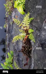 Attēlu rezultāti vaicājumam “Cystopteris fragilis”