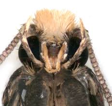 Attēlu rezultāti vaicājumam “Monopis weaverella”