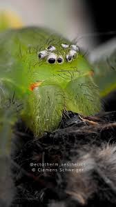 Attēlu rezultāti vaicājumam “Micrommata virescens”