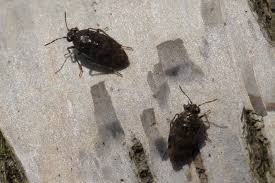 Attēlu rezultāti vaicājumam “Saldula saltatoria”