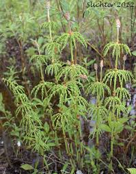 Attēlu rezultāti vaicājumam “Equisetum sylvaticum”