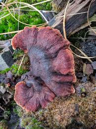 Attēlu rezultāti vaicājumam “Ischnoderma benzoinum”