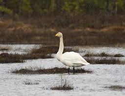 Attēlu rezultāti vaicājumam “Cygnus cygnus adult”