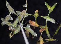 Attēlu rezultāti vaicājumam “Lemna trisulca”