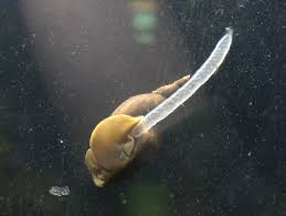 Attēlu rezultāti vaicājumam “Lymnaea stagnalis”