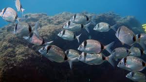 Image result for Diplodus vulgaris