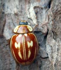 Attēlu rezultāti vaicājumam “Myzia oblongoguttata”