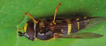 Attēlu rezultāti vaicājumam “Dasysyrphus tricinctus”