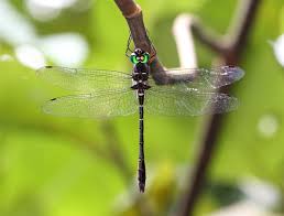 Attēlu rezultāti vaicājumam “Diderma cinereum macro”