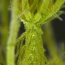 Attēlu rezultāti vaicājumam “Chara filiformis”