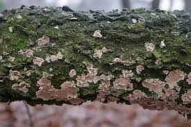 Attēlu rezultāti vaicājumam “Stereum rugosum”