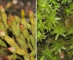 Attēlu rezultāti vaicājumam “Orthotrichum, Nyholmiella”