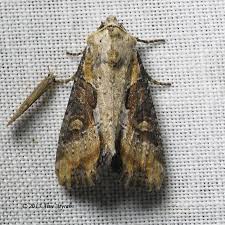 Attēlu rezultāti vaicājumam “Apamea ophiogramma”