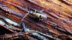 Attēlu rezultāti vaicājumam “Orchesella sp.”