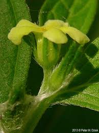 Attēlu rezultāti vaicājumam “Lithospermum officinale flower”