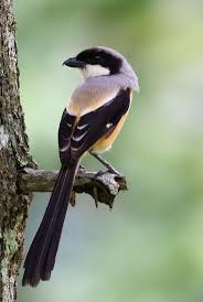 Attēlu rezultāti vaicājumam “Laniidae”