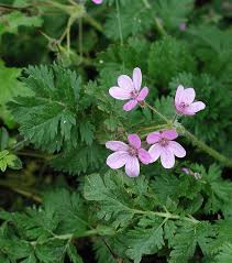Attēlu rezultāti vaicājumam “Erodium cicutarium”