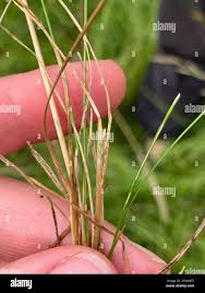 Attēlu rezultāti vaicājumam “Poa angustifolia”