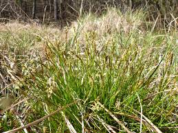 Attēlu rezultāti vaicājumam “Carex davalliana”