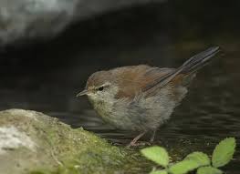 Image result for Cettia cetti