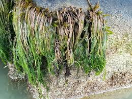 Attēlu rezultāti vaicājumam “Fontinalis antipyretica”