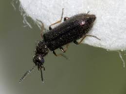 Attēlu rezultāti vaicājumam “Dasytidae”