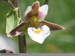 Attēlu rezultāti vaicājumam “Epipactis palustris”