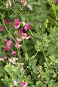 Attēlu rezultāti vaicājumam “Lathyrus tuberosus”