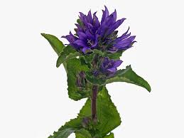 Image result for Campanula formanekiana