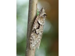 Attēlu rezultāti vaicājumam “Semioscopis steinkellneriana”