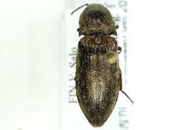 Attēlu rezultāti vaicājumam “Actenicerus sjaelandicus”