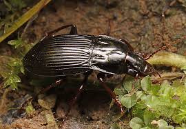 Attēlu rezultāti vaicājumam “Pterostichus quadrifoveolatus”