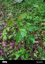 Attēlu rezultāti vaicājumam “Salix myrsinifolia leaf”