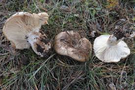 Attēlu rezultāti vaicājumam “Russulales”