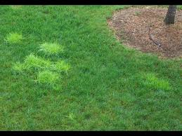 Attēlu rezultāti vaicājumam “Poa trivialis”