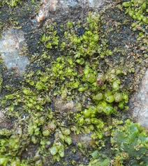 Attēlu rezultāti vaicājumam “Nardia geoscyphus”