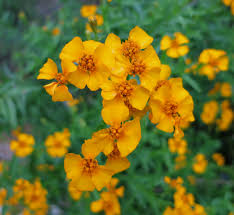 Attēlu rezultāti vaicājumam “Tagetes flower”