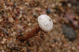 Attēlu rezultāti vaicājumam “Tulostoma fimbriatum”