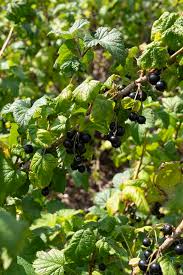Attēlu rezultāti vaicājumam “Ribes nigrum fruit”