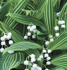 Attēlu rezultāti vaicājumam “Convallaria majalis leaf”
