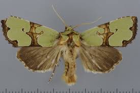 Attēlu rezultāti vaicājumam “Staurophora celsia”