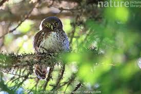 Attēlu rezultāti vaicājumam “Glaucidium passerinum”
