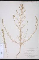 Attēlu rezultāti vaicājumam “Corispermum hyssopifolium”