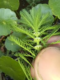 「粉綠狐尾藻」的圖片搜尋結果